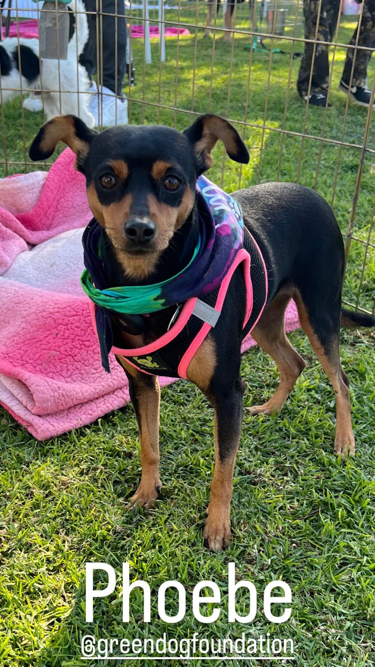 Phoebe aka Twixx, Adoptable, Adult Female Miniature Pinscher.