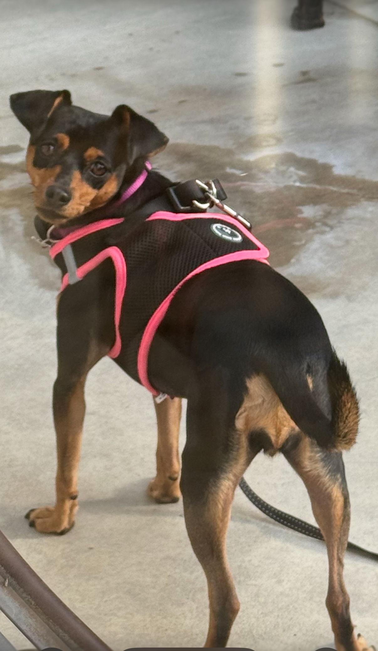 Phoebe aka Twixx, Adoptable, Adult Female Miniature Pinscher.