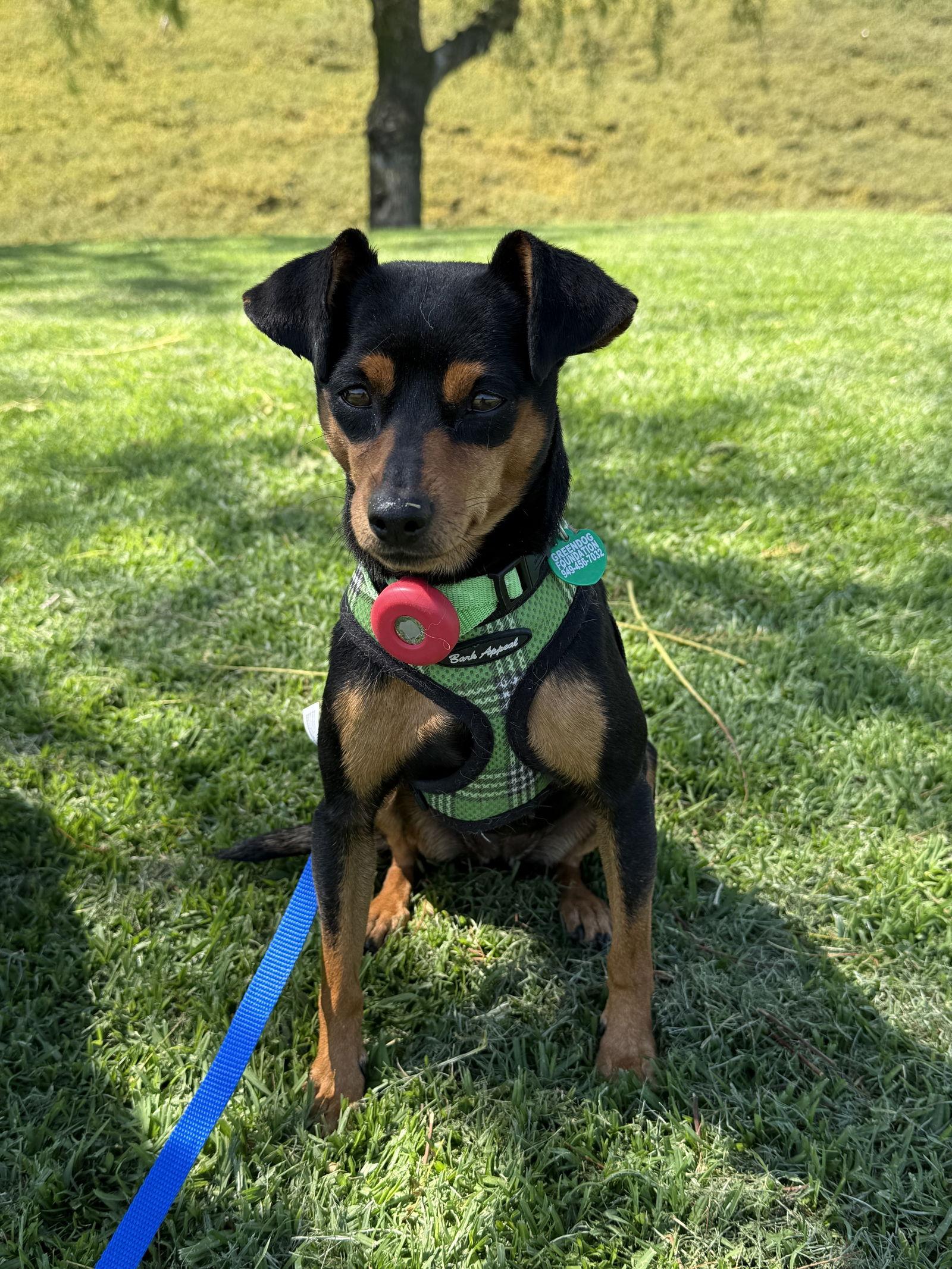Enlarge Phoebe aka Twixx, a Adoptable Miniature Pinscher in Capistrano Beach, CA image 2/3