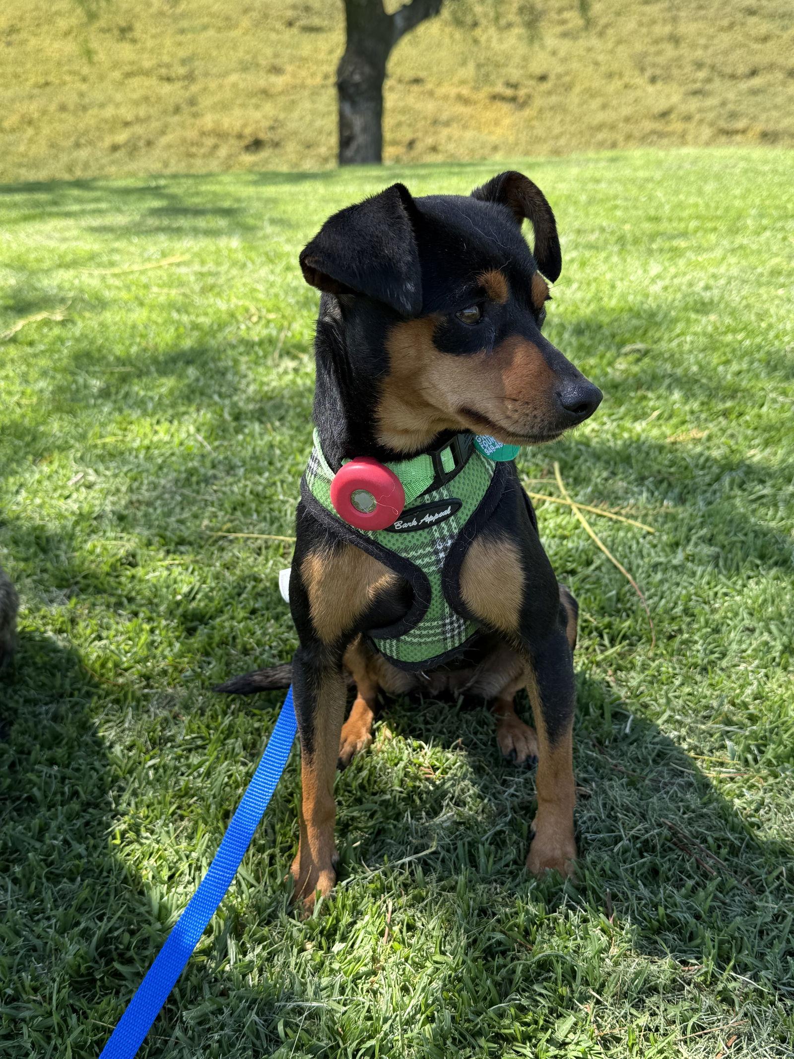 Enlarge Phoebe aka Twixx, a Adoptable Miniature Pinscher in Capistrano Beach, CA image 3/3