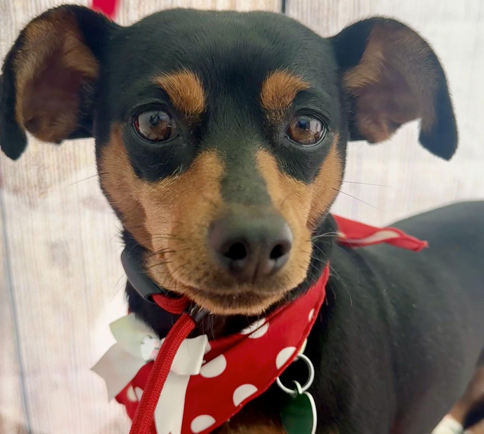 Enlarge Phoebe aka Twixx, a Adoptable Miniature Pinscher in Capistrano Beach, CA image 3/3