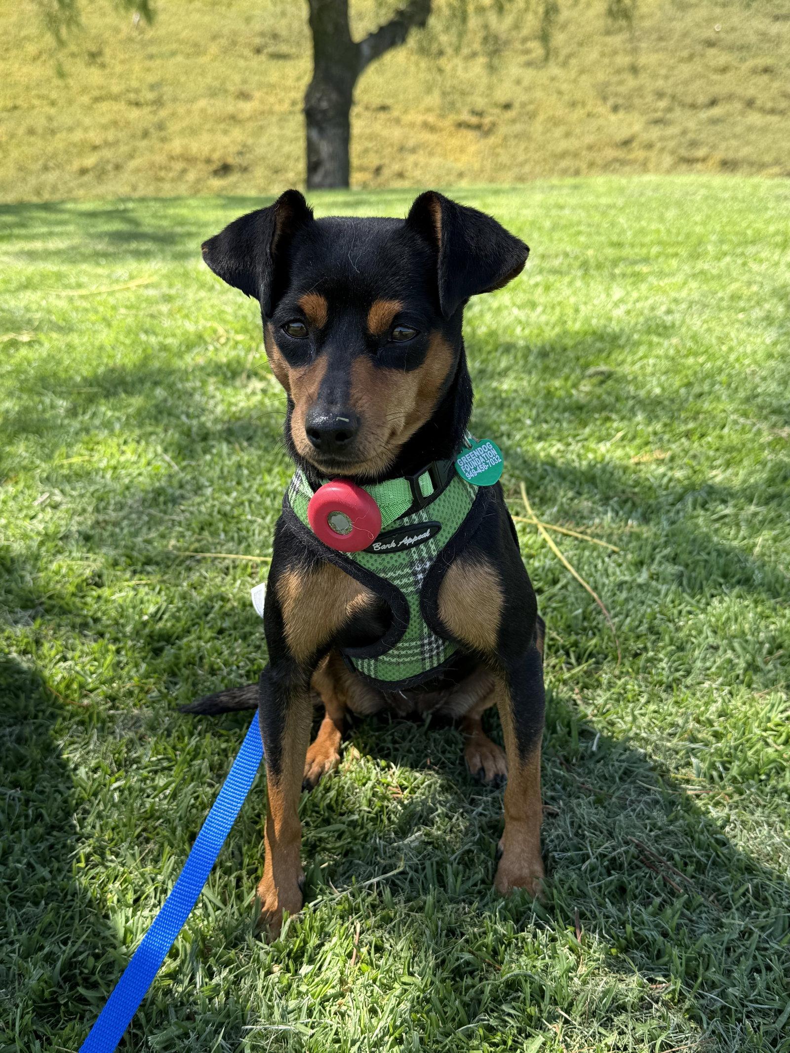 Phoebe aka Twixx, a Adoptable Miniature Pinscher in Capistrano Beach, CA image 2/3