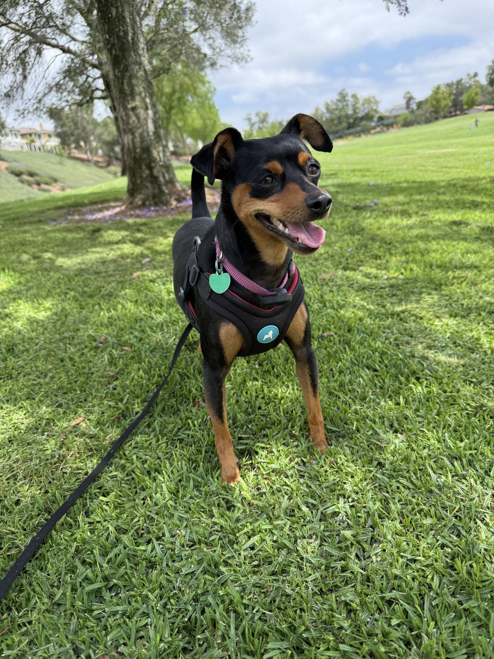 Phoebe aka Twixx, a Adoptable Miniature Pinscher in Capistrano Beach, CA image 3/3