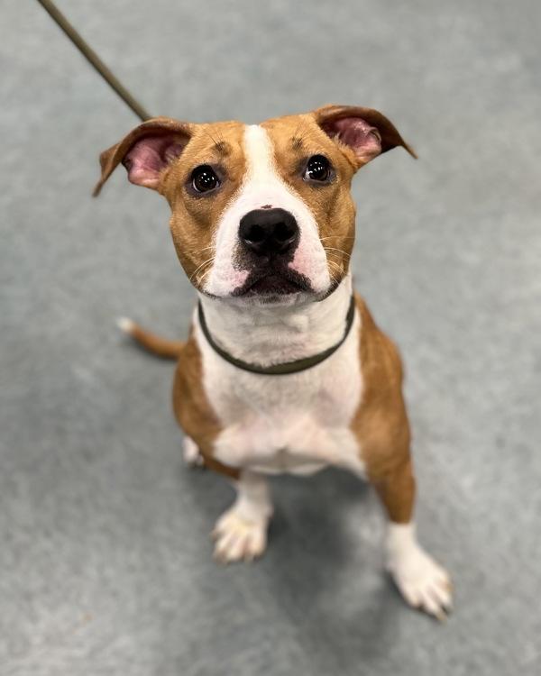 Enlarge Hold On, a Adoptable mixed breed in Richmond, VA image 1/4