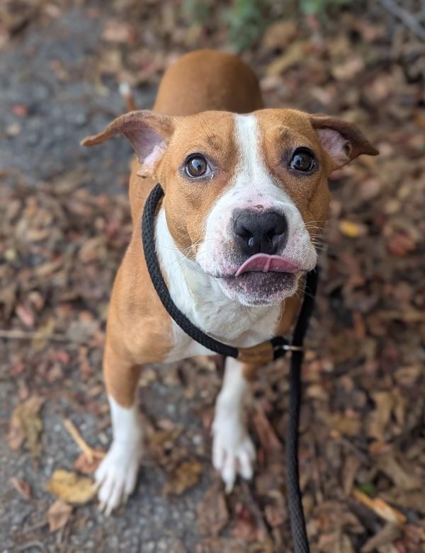 Enlarge Hold On, a Adoptable mixed breed in Richmond, VA image 2/4