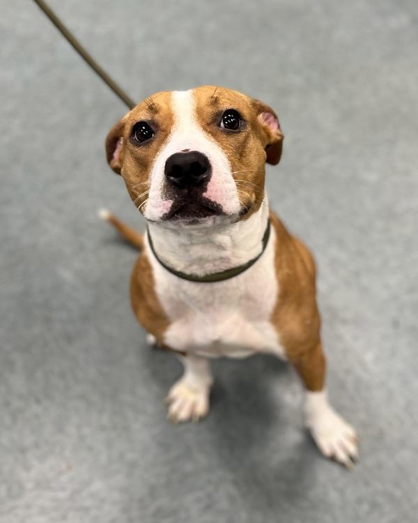 Enlarge Hold On, a Adoptable mixed breed in Richmond, VA image 3/4