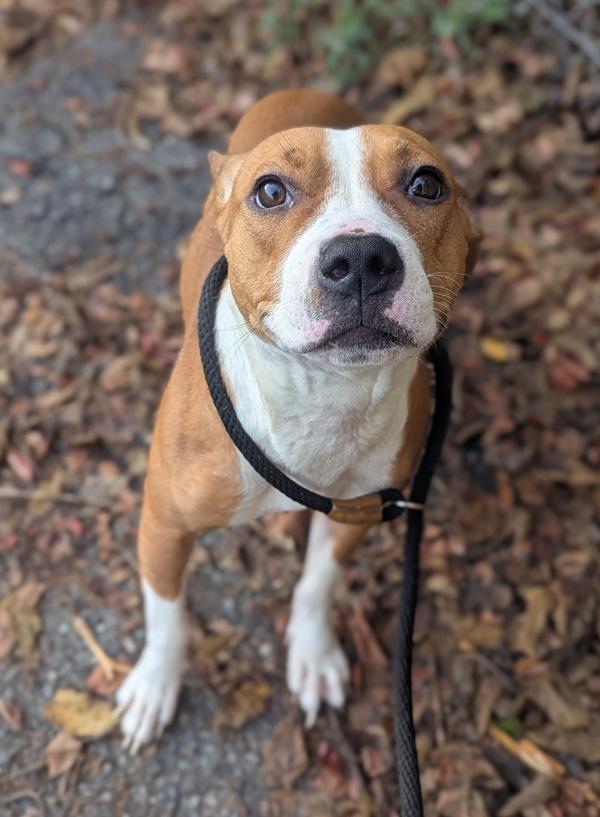 Enlarge Hold On, a Adoptable mixed breed in Richmond, VA image 4/4