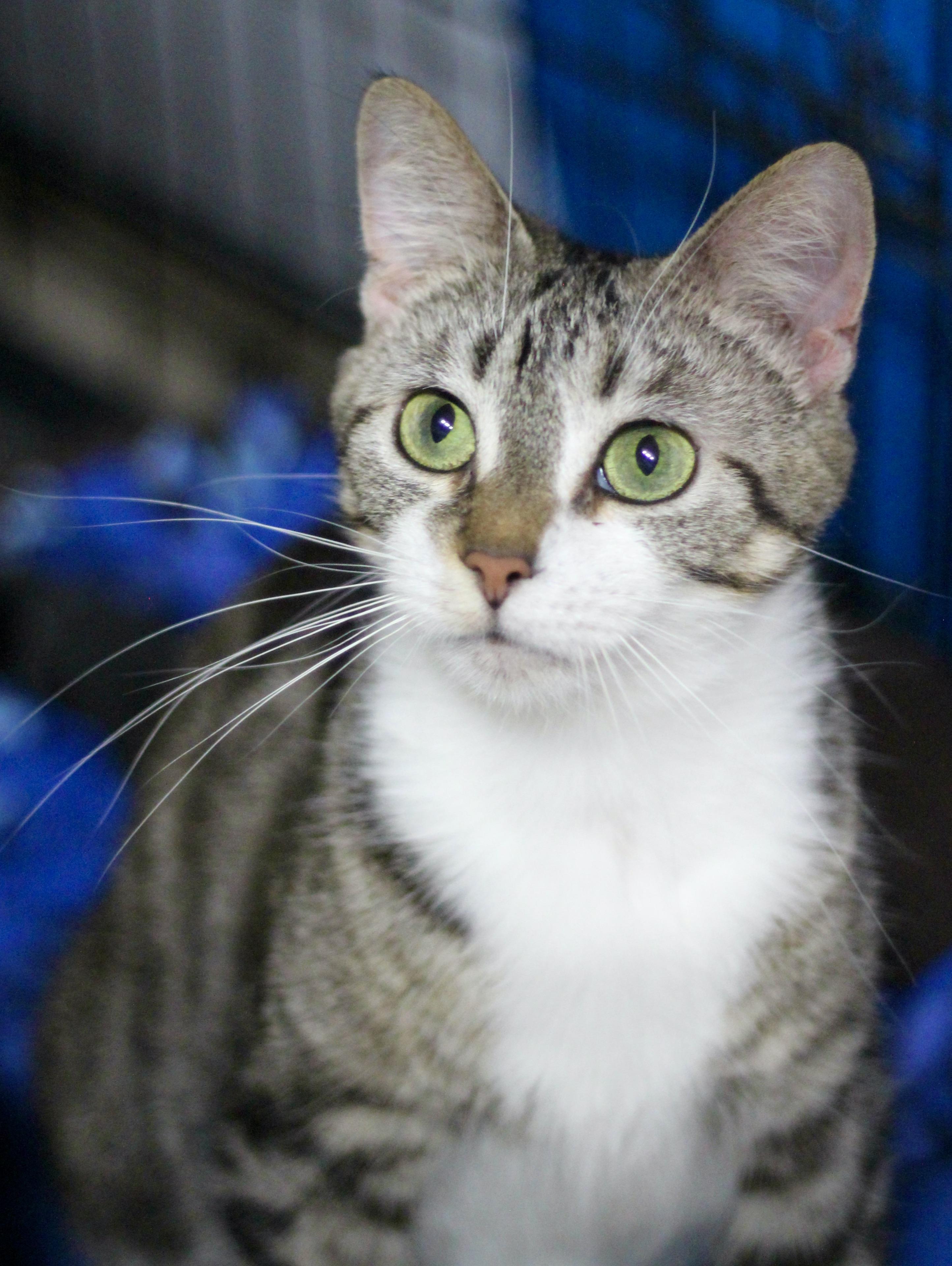 Enlarge Mindy, a ADOPTABLE Domestic Short Hair in Avon, OH image 2/5