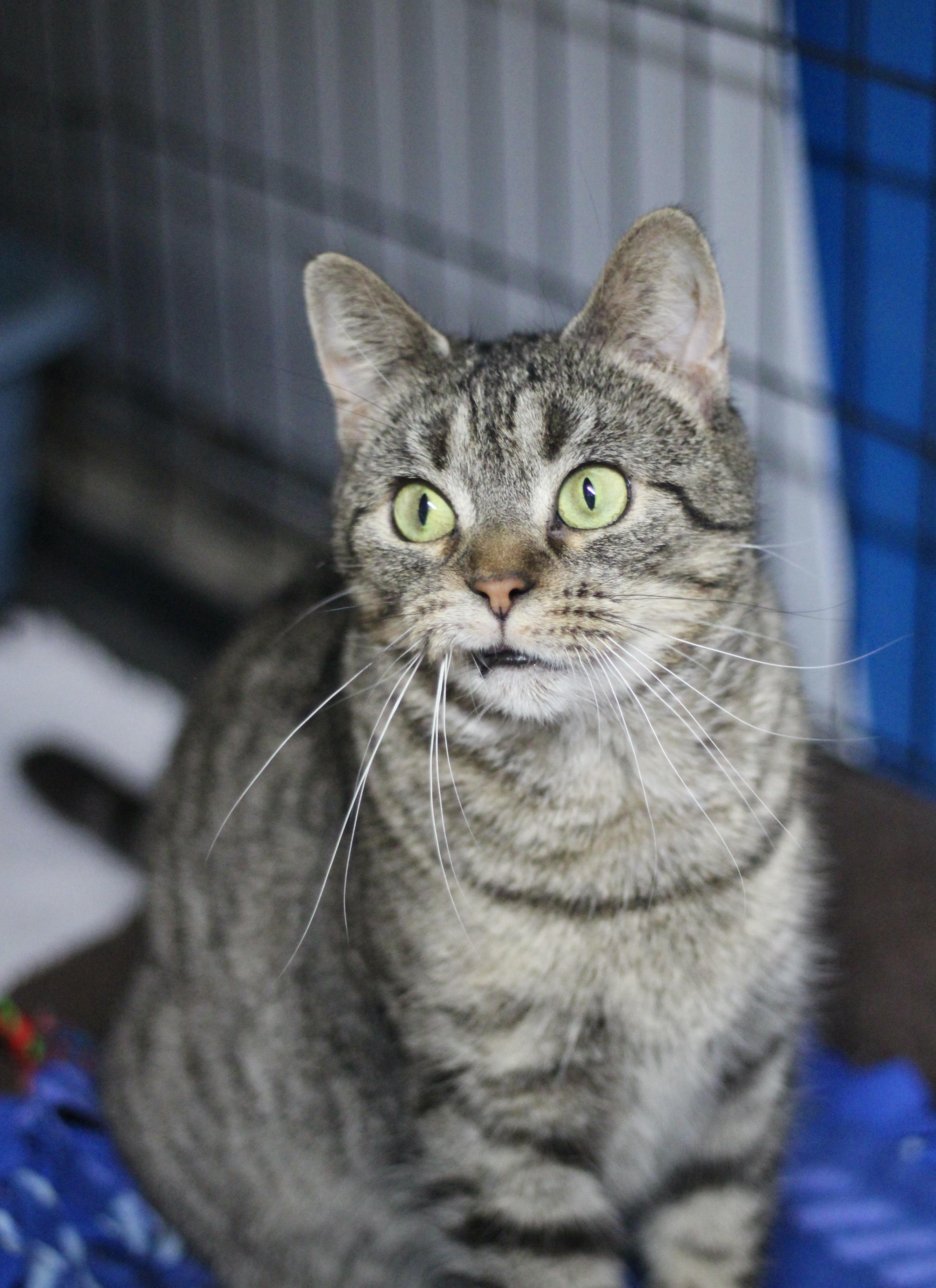 Enlarge Mindy, a ADOPTABLE Domestic Short Hair in Avon, OH image 5/5