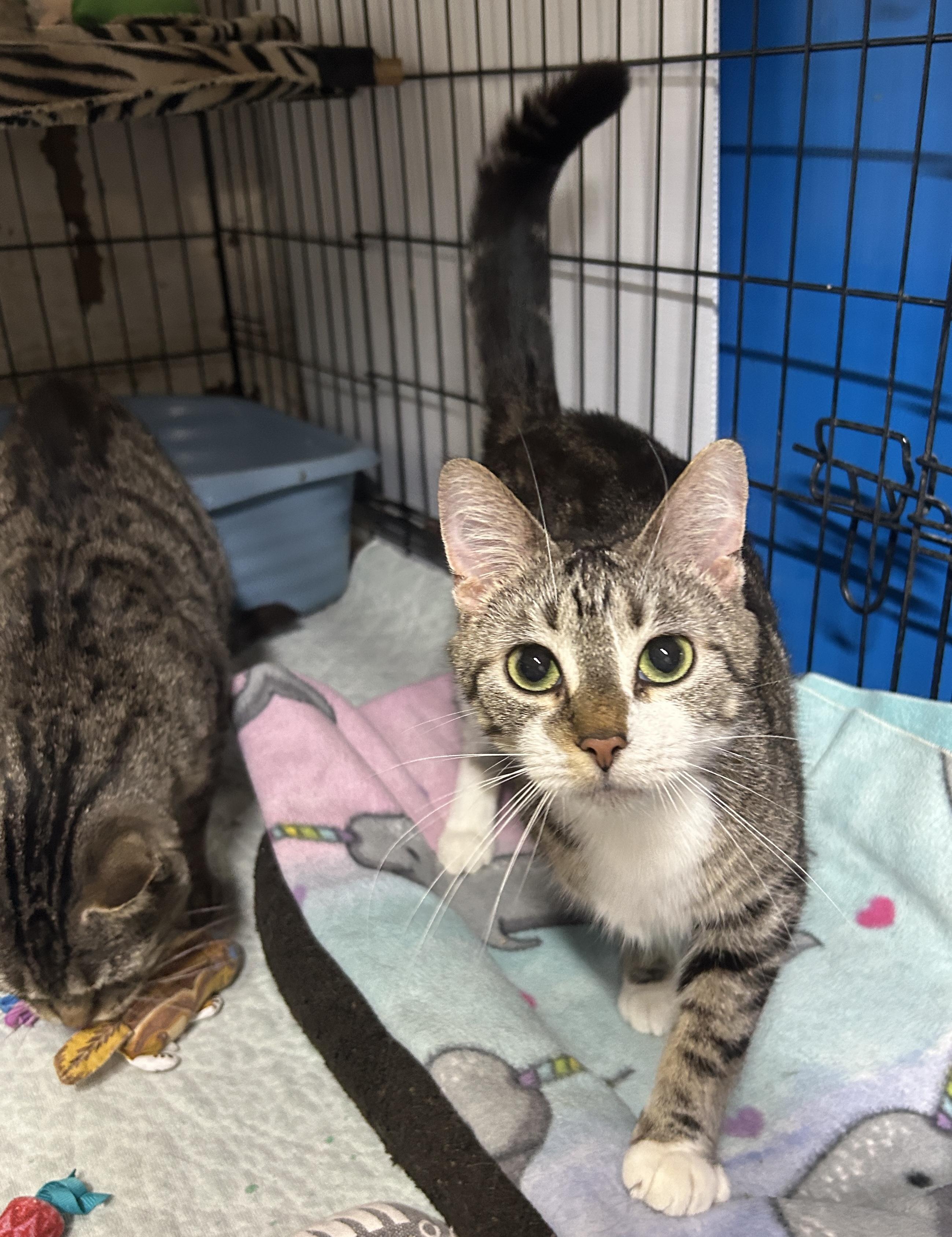 Enlarge Mindy, a ADOPTABLE Domestic Short Hair in Avon, OH image 3/5