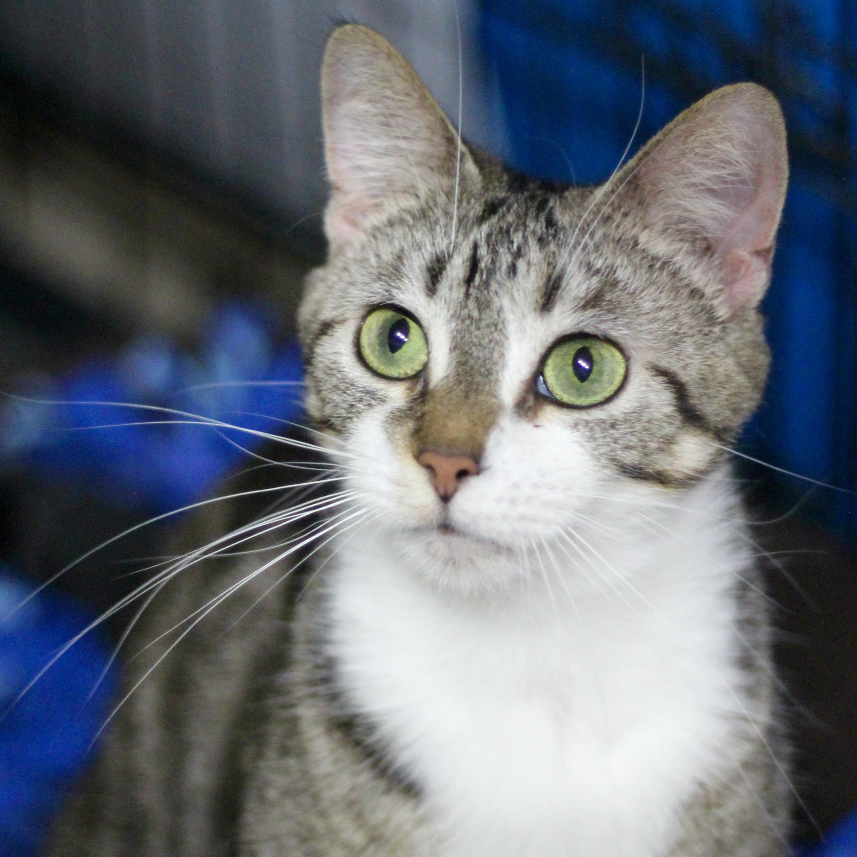 Mindy, ADOPTABLE, Adult Female Domestic Short Hair.
