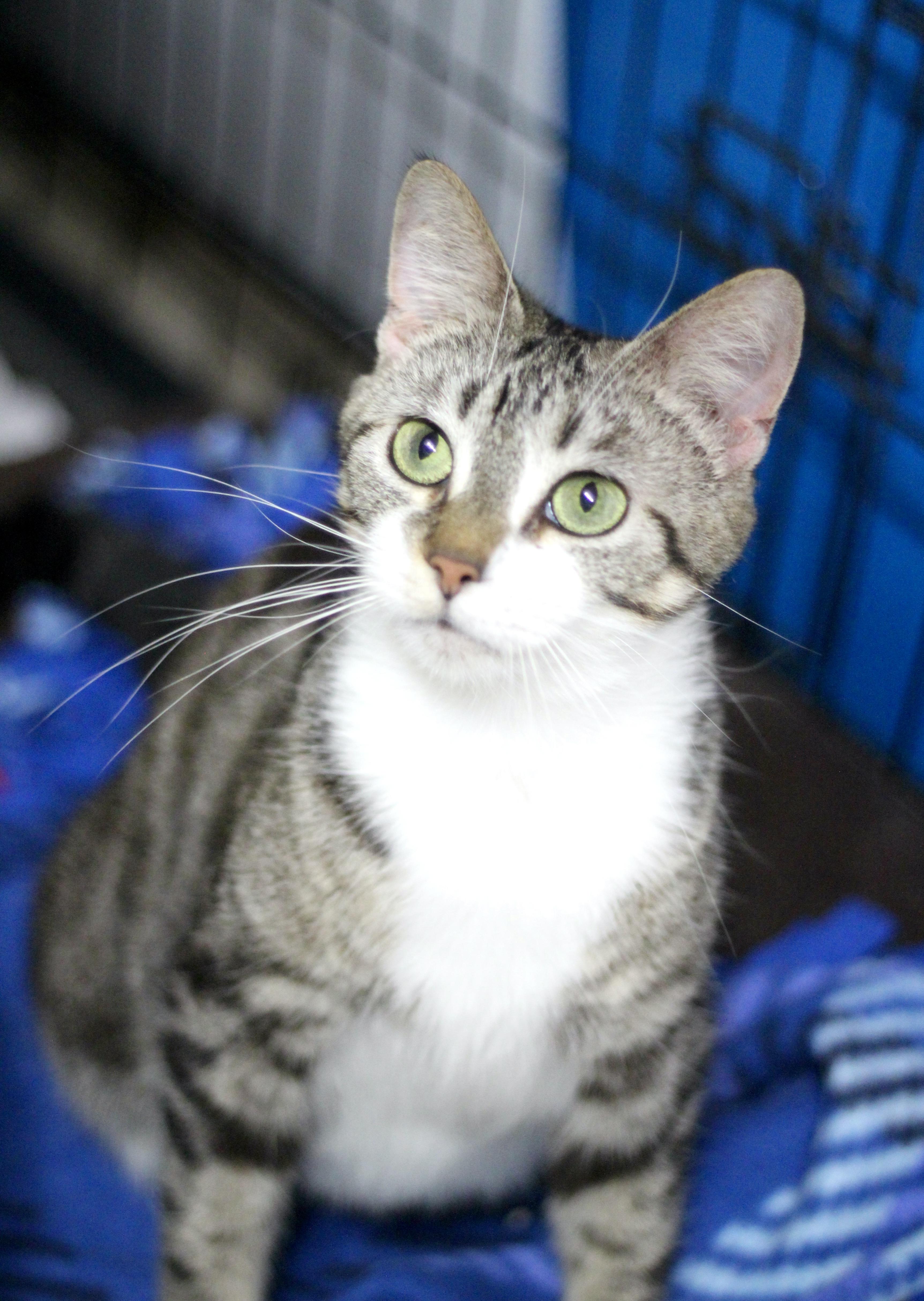 Enlarge Mindy, a ADOPTABLE Domestic Short Hair in Avon, OH image 4/5