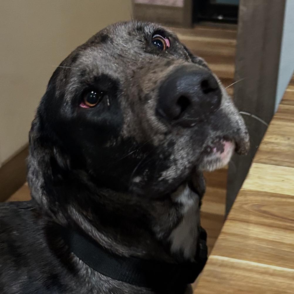 Enlarge Tatum, an adopted Great Dane in Shinnston, WV image 2/2