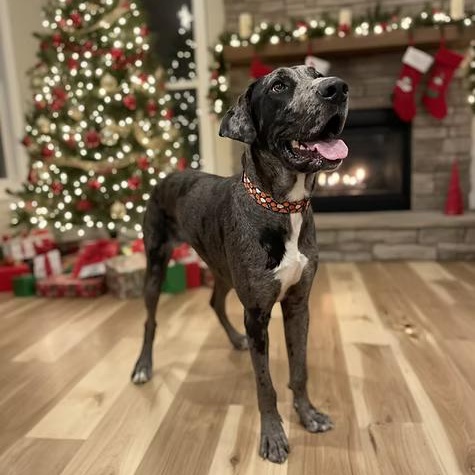 Enlarge Tatum, an adopted Great Dane in Shinnston, WV image 1/2