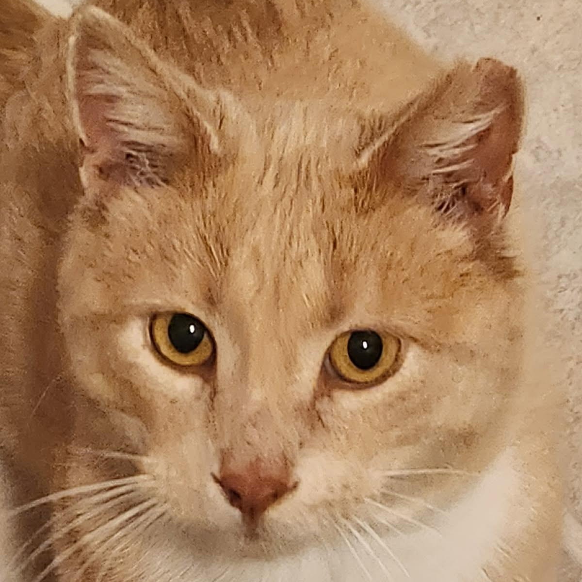 Teddy, a Adoptable Domestic Short Hair in Menasha, WI image 1/2