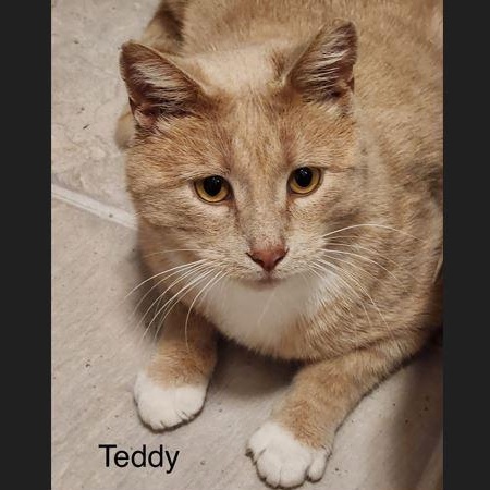 Teddy, Adoptable, Young Male Domestic Short Hair.