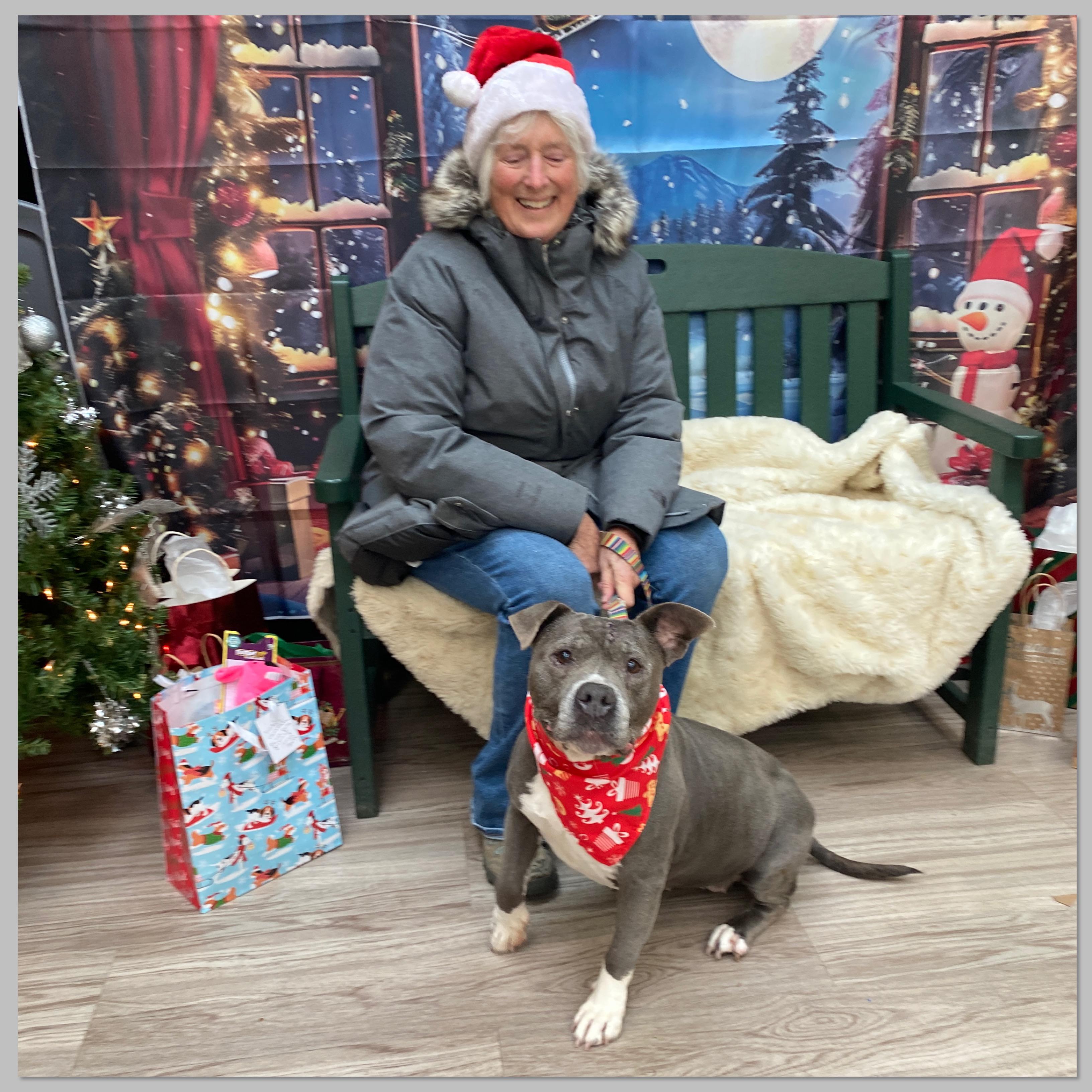 Kira, Adoptable, Senior Female Terrier & Pit Bull Terrier.