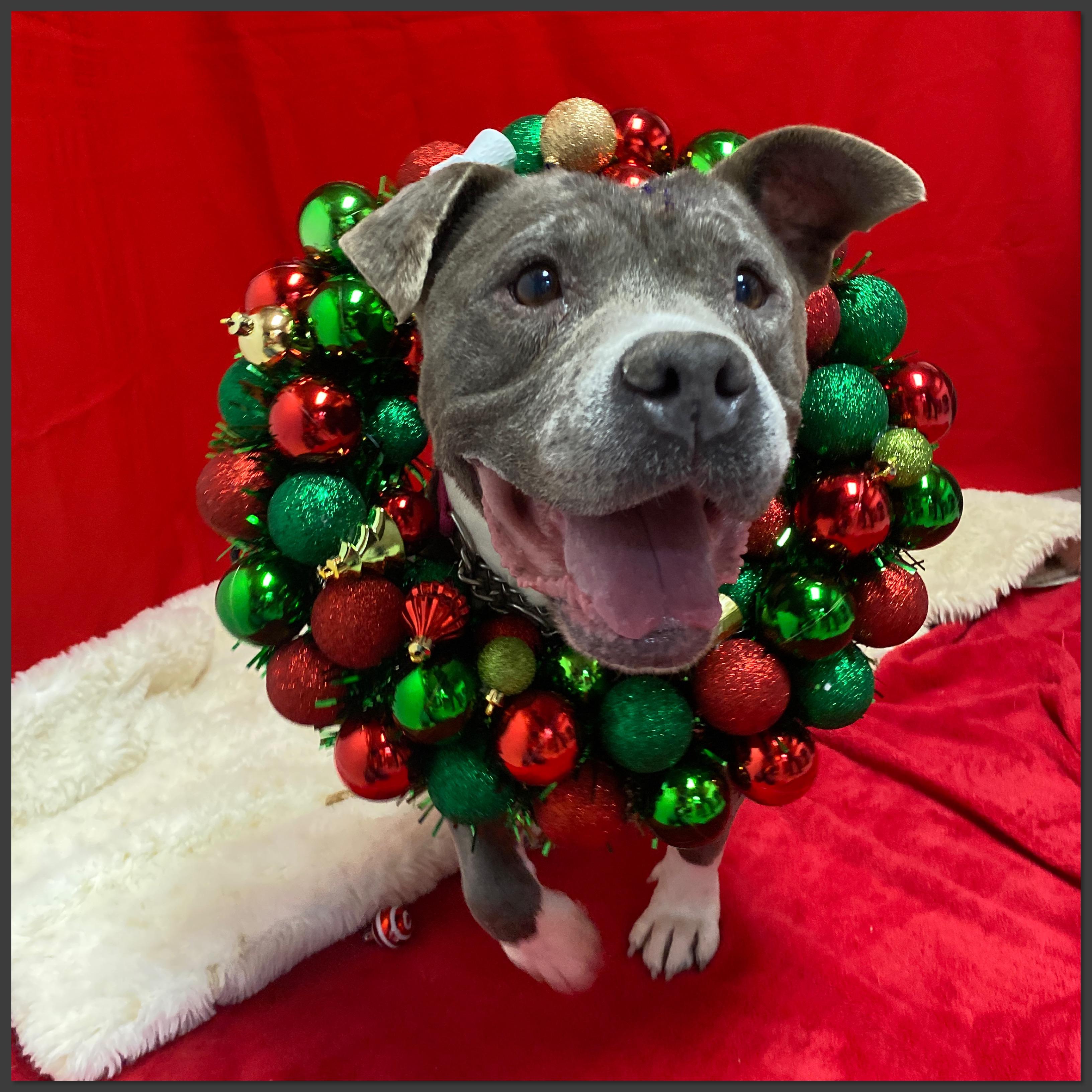 Kira, Adoptable, Senior Female Terrier & Pit Bull Terrier.