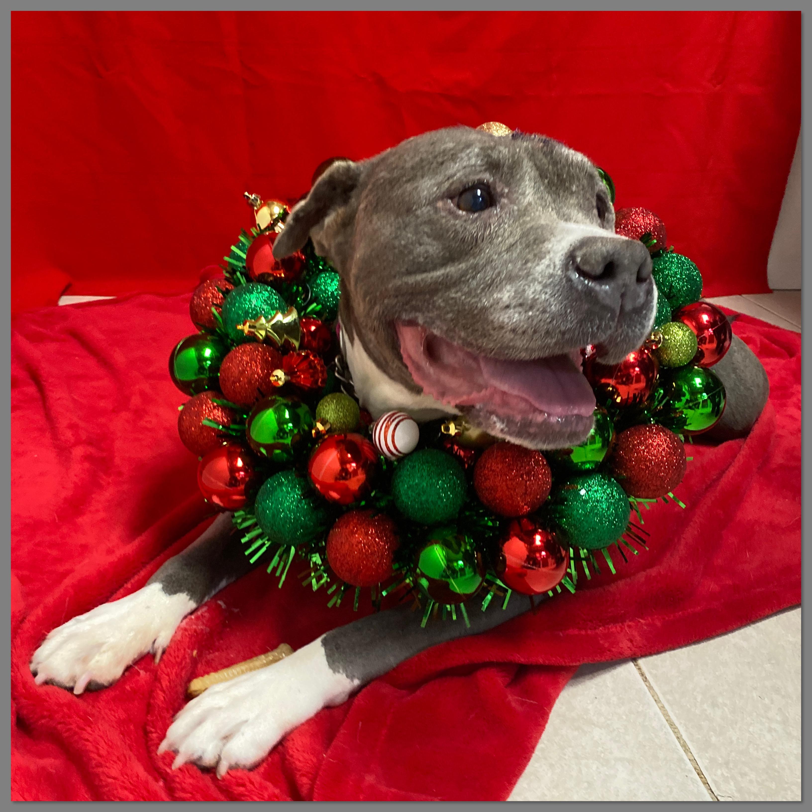 Kira, a Adoptable mixed breed in Elyria, OH image 2/3