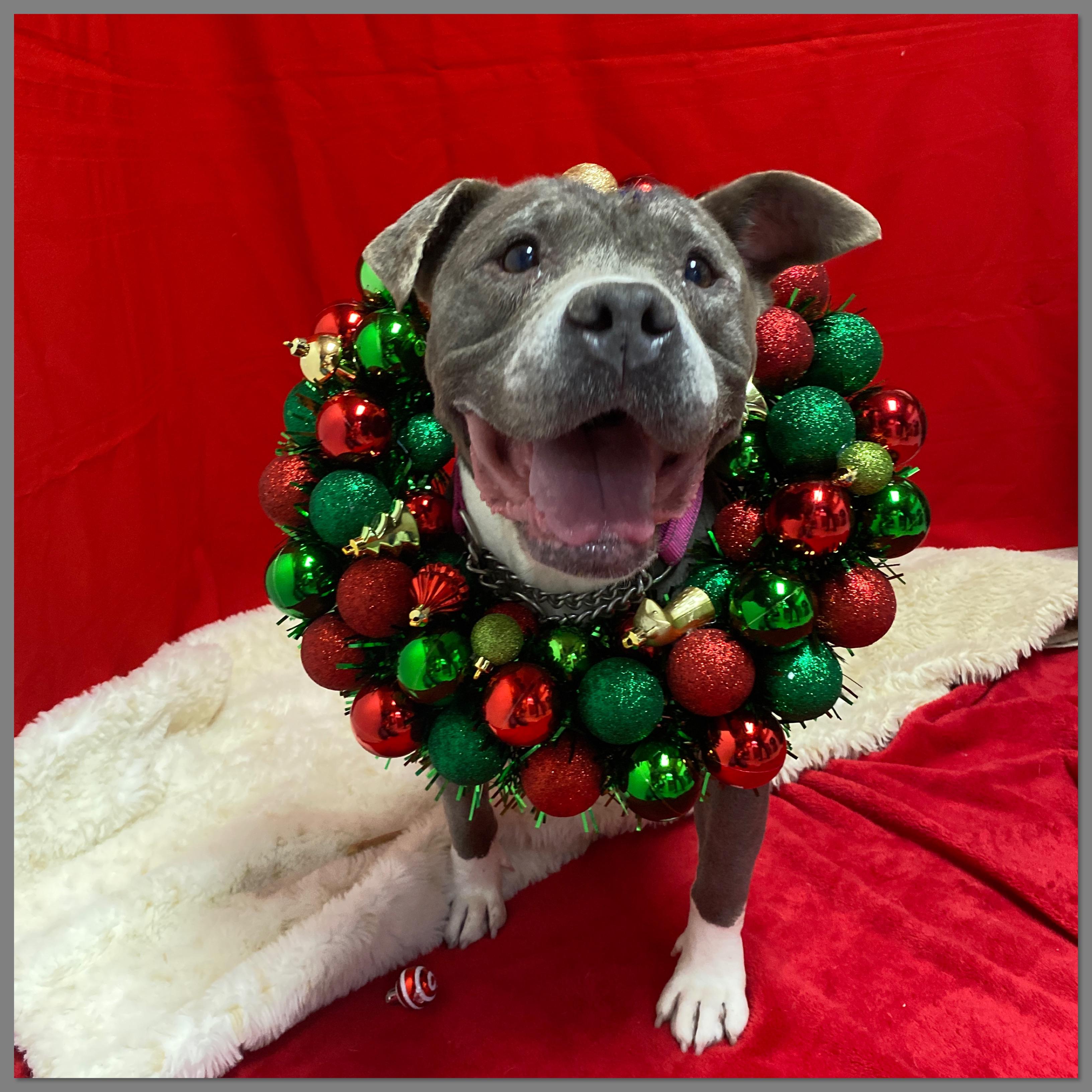 Kira, a Adoptable mixed breed in Elyria, OH image 3/3