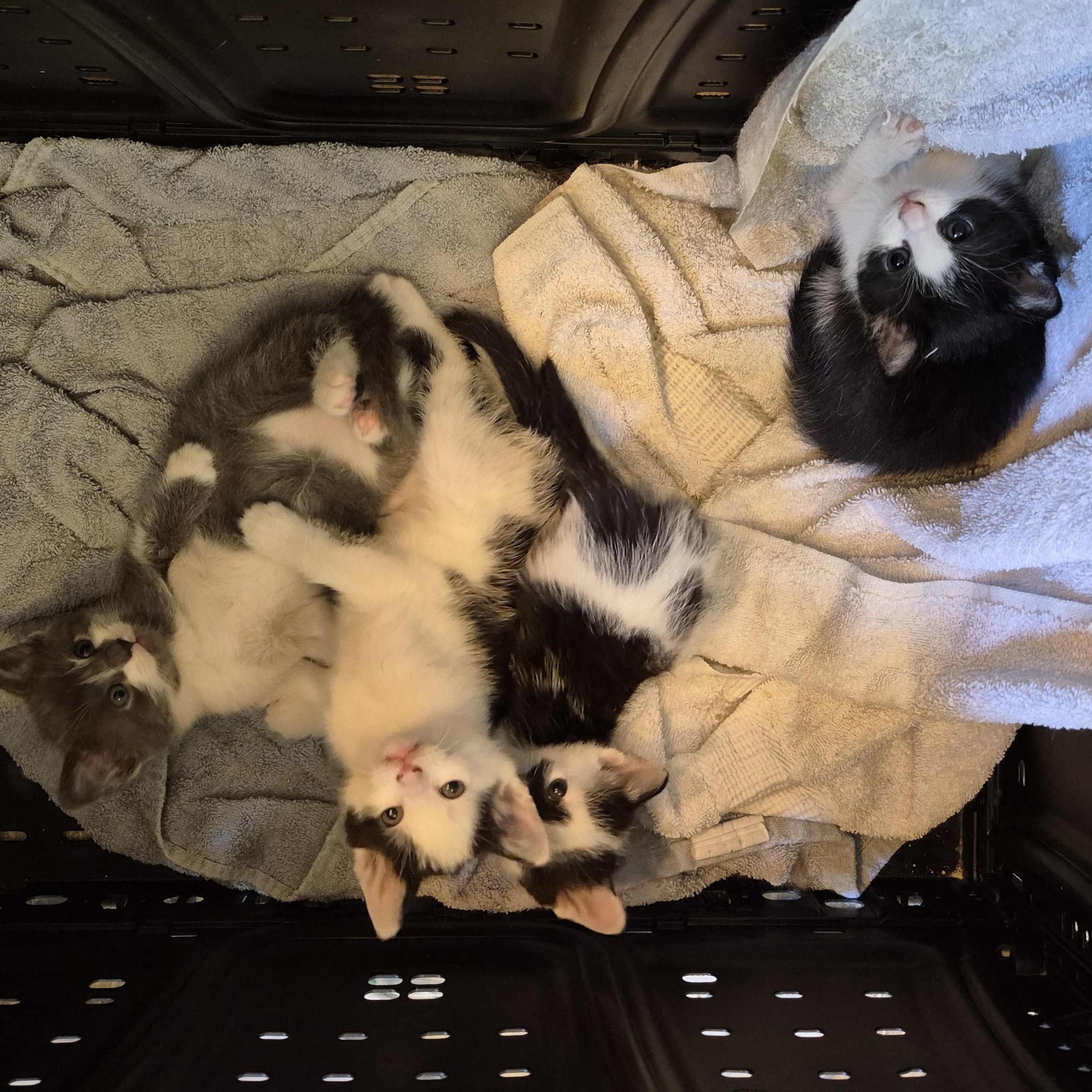 KEVIN, an adopted Tuxedo in Sardinia, OH image 4/4