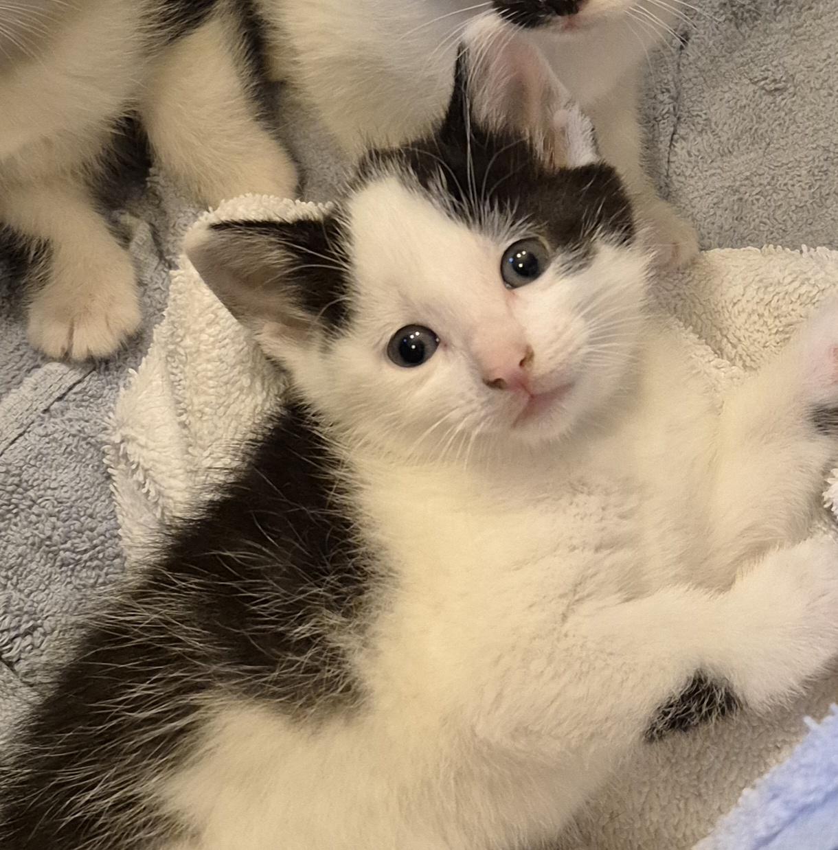 KEVIN, adopted, Kitten Male Tuxedo.
