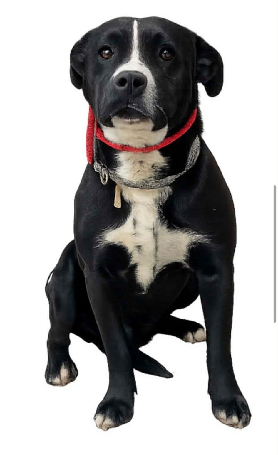 Baxter, Adoptable, Adult Male Pit Bull Terrier & Chihuahua.