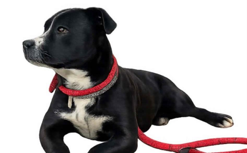 Enlarge Baxter, a Adoptable mixed breed in Mouth Of Wilson, VA image 2/2