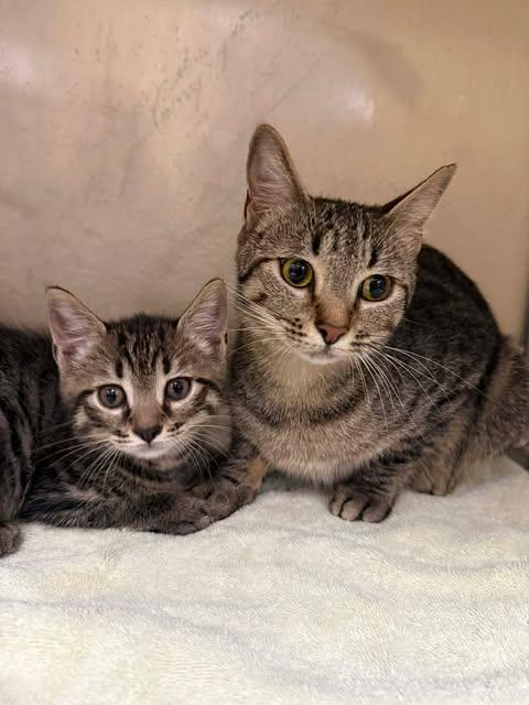 Enlarge TONER, a Adoptable Domestic Short Hair in Fort Myers, FL image 1/1