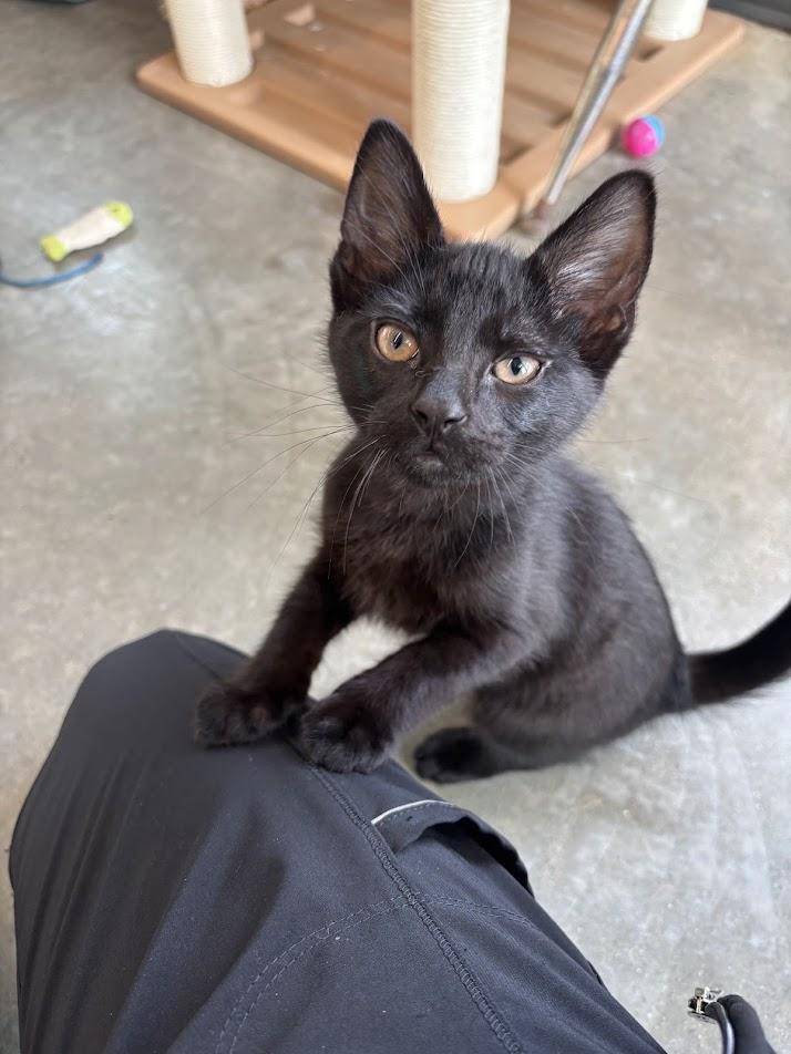 Enlarge Crunchwrap Supreme, a ADOPTABLE Domestic Short Hair in Evanston, IL image 1/1