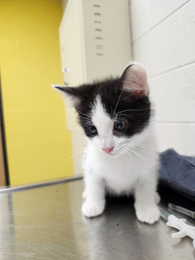 Quimby, Adoptable, Kitten Male Domestic Short Hair.