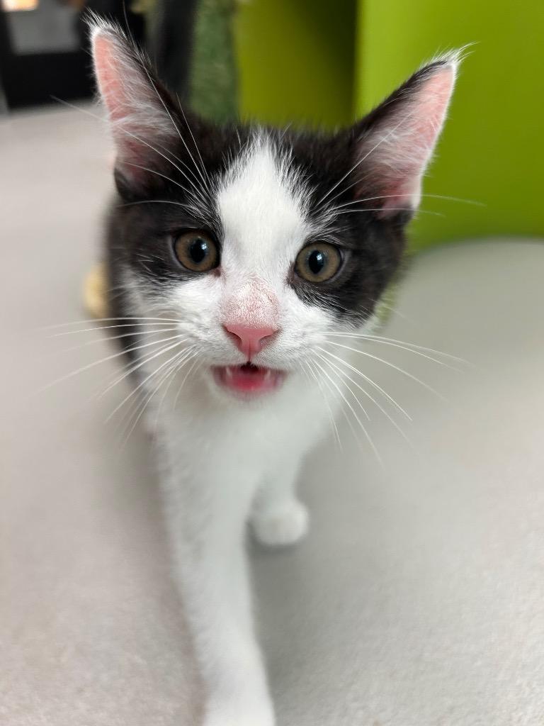 Enlarge Quimby, a Adoptable mixed breed in Greeneville, TN image 2/3