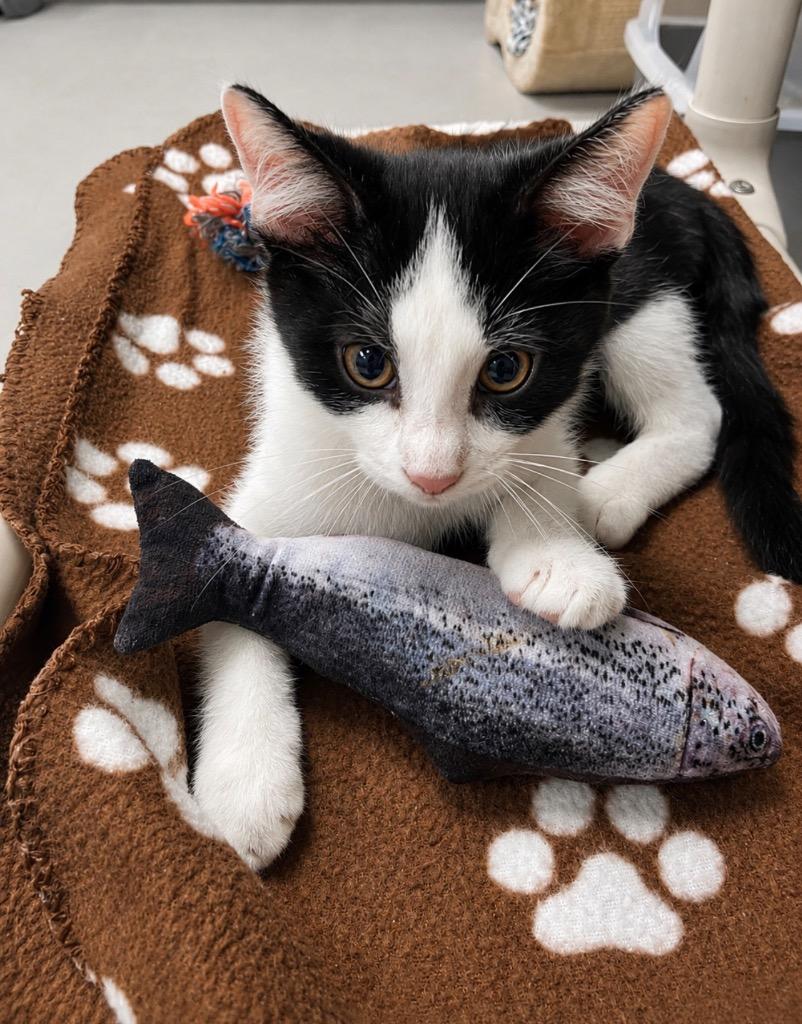 Enlarge Quimby, a Adoptable mixed breed in Greeneville, TN image 3/3