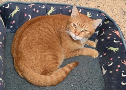 Enlarge Mildred, a Adoptable mixed breed in Baton Rouge, LA image 1/2
