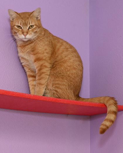 Mildred, Adoptable, Adult Female Domestic Short Hair & Domestic Short Hair.