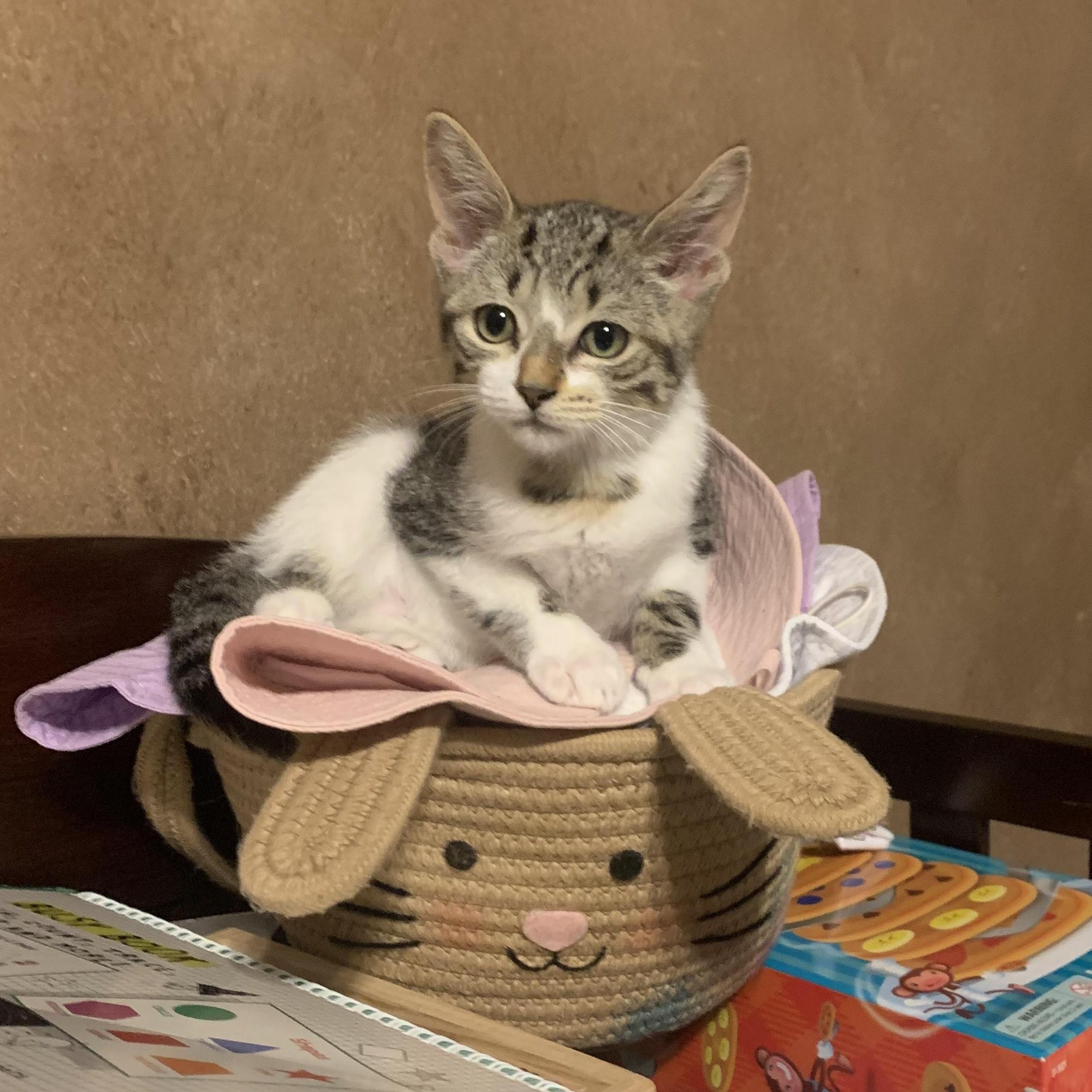 Sail, a Adoptable mixed breed in New York, NY image 2/5