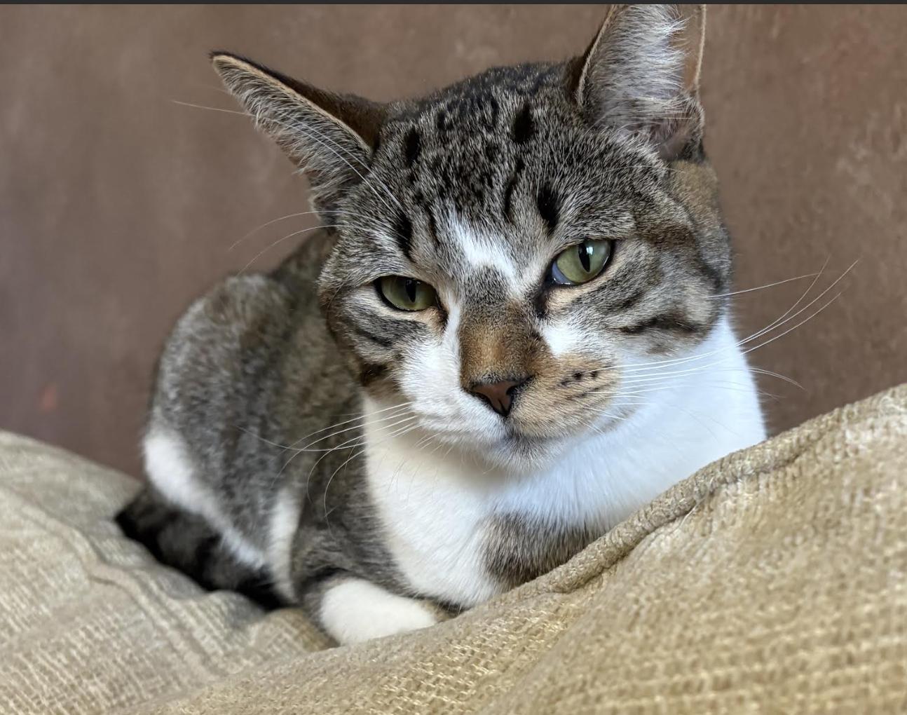 Enlarge Sail, a Adoptable mixed breed in Staten Island, NY image 4/5