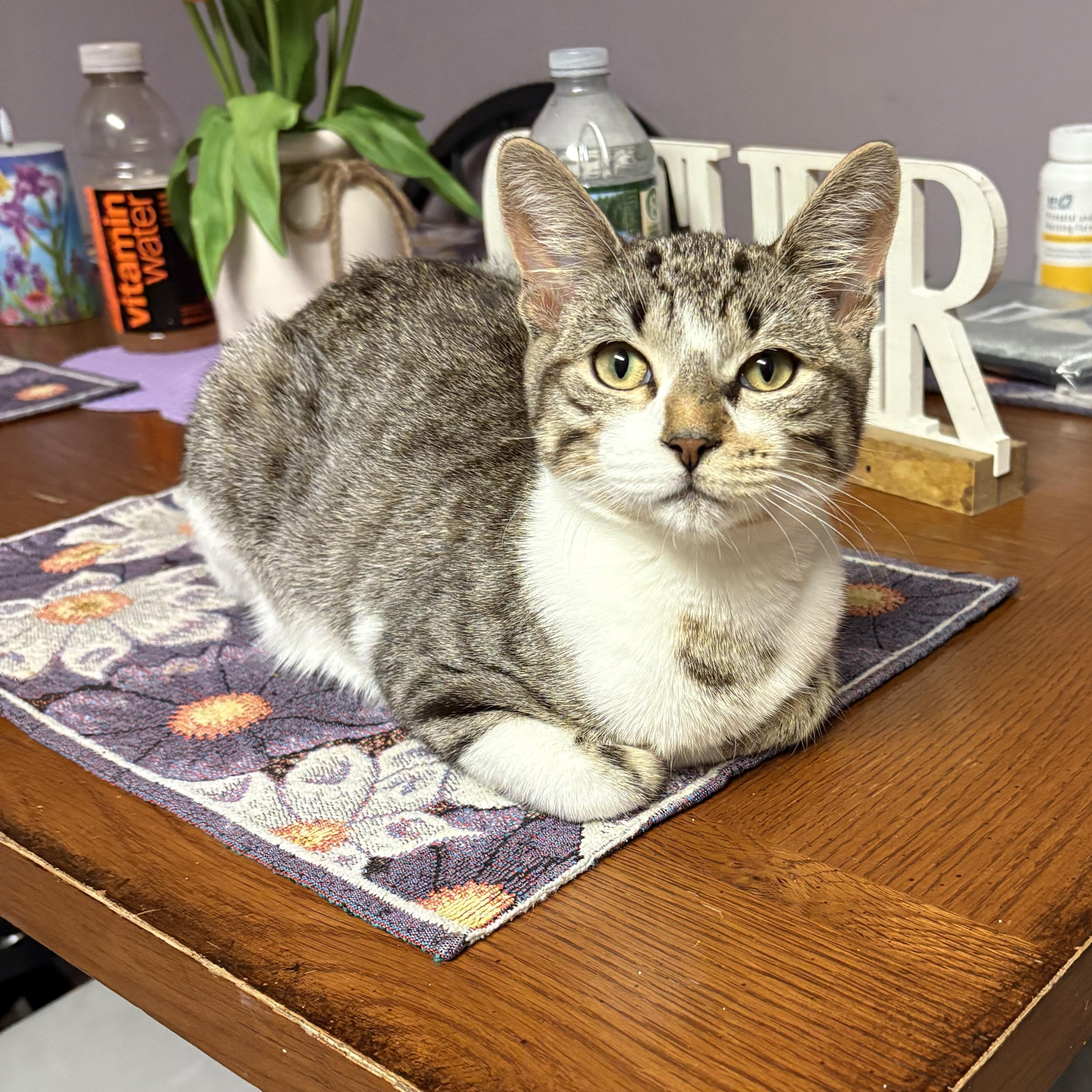 Sail, a Adoptable mixed breed in New York, NY image 1/5