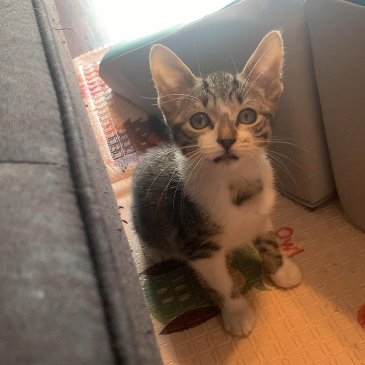 Sail Domestic Short Hair Cat