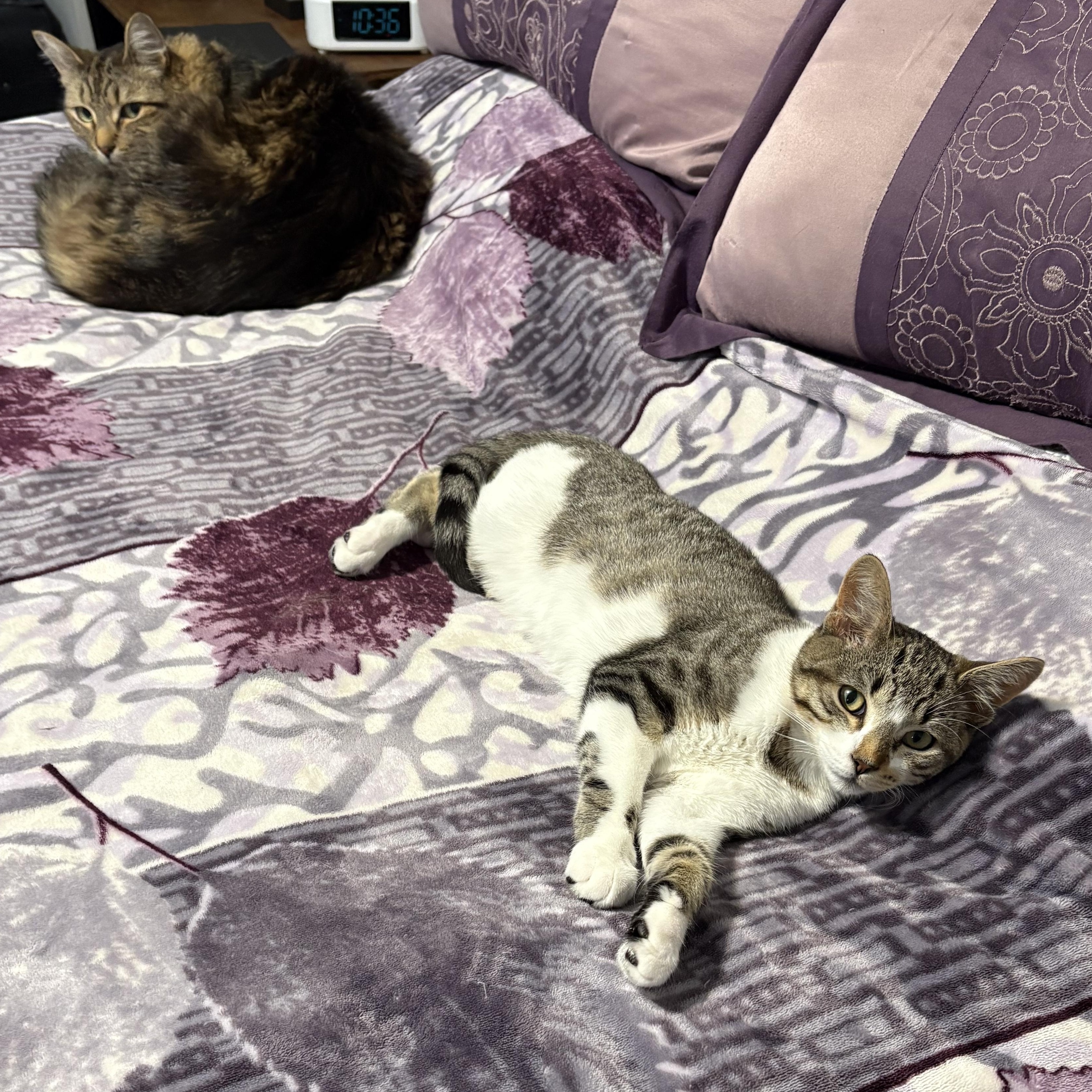 Sail, a Adoptable mixed breed in New York, NY image 5/5