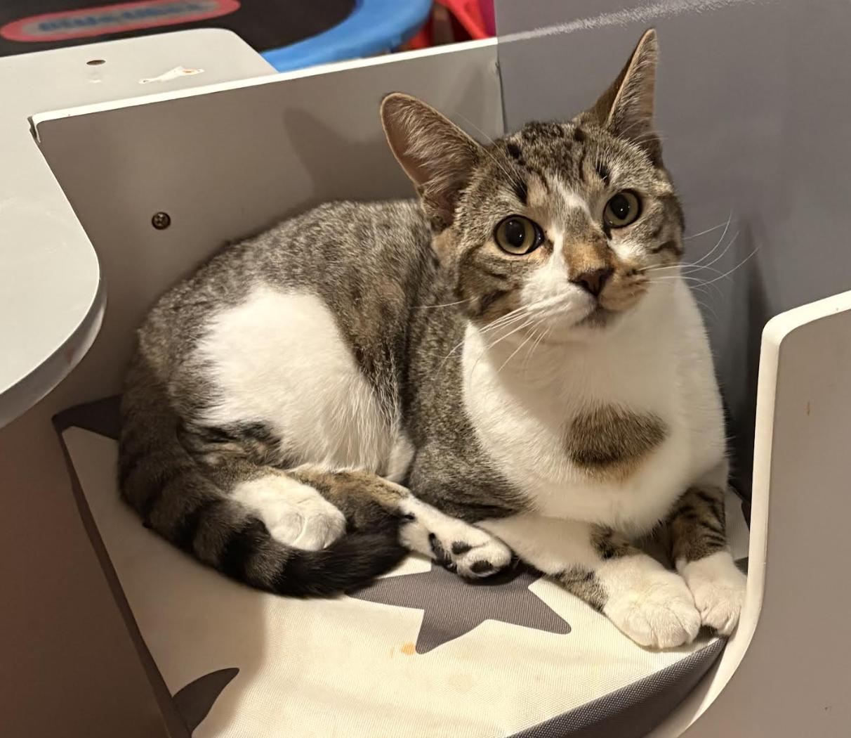 Enlarge Sail, a Adoptable mixed breed in Staten Island, NY image 5/5