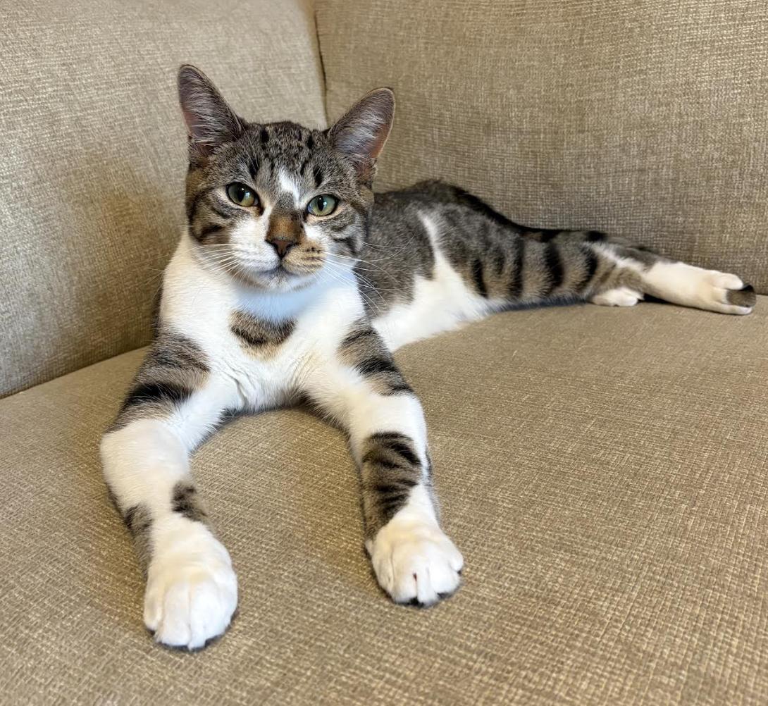 Sail, Adoptable, Young Male Domestic Short Hair & Tabby.