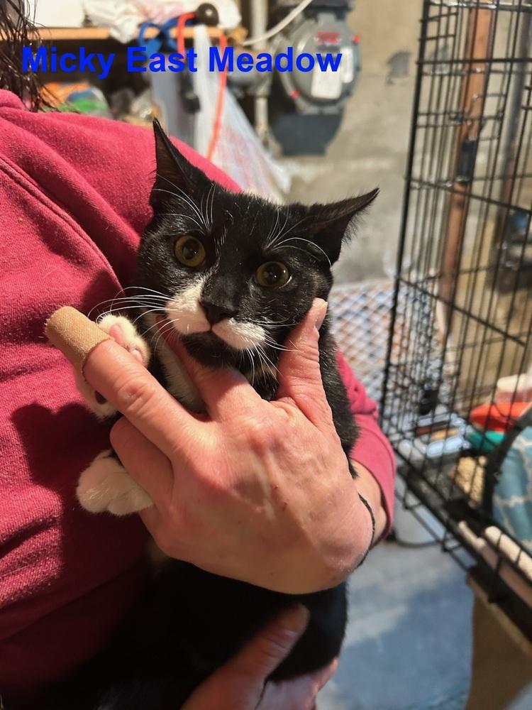 Micky East Meadow, Adoptable, Adult Male Domestic Short Hair.