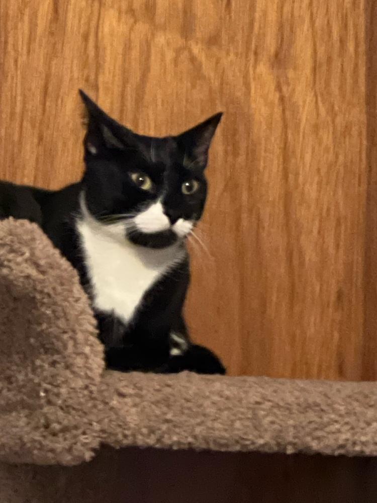 Enlarge Micky East Meadow, a Adoptable mixed breed in Westbury, NY image 2/2