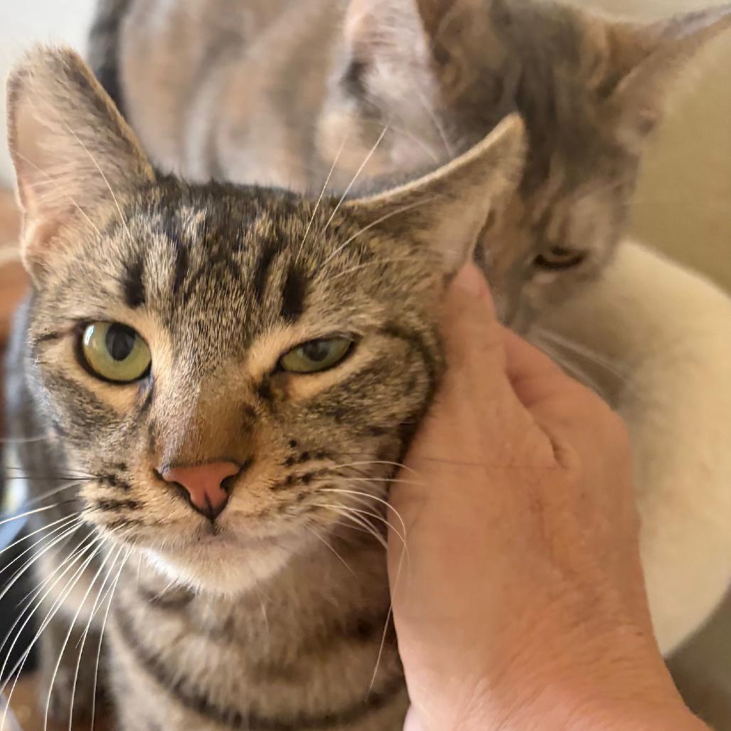 Enlarge Ace, a Adoptable Domestic Short Hair in Las Vegas, NV image 1/2