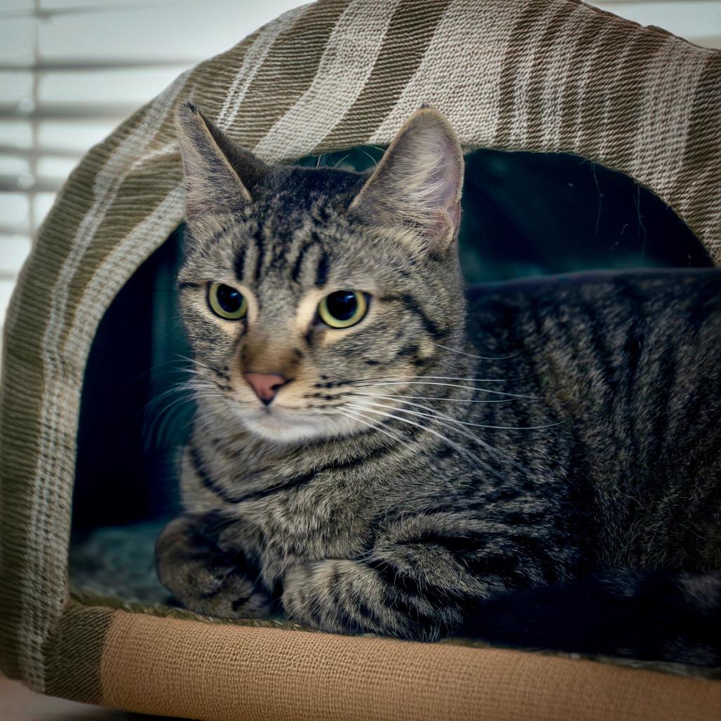 Enlarge Ace, a Adoptable Domestic Short Hair in Las Vegas, NV image 2/2