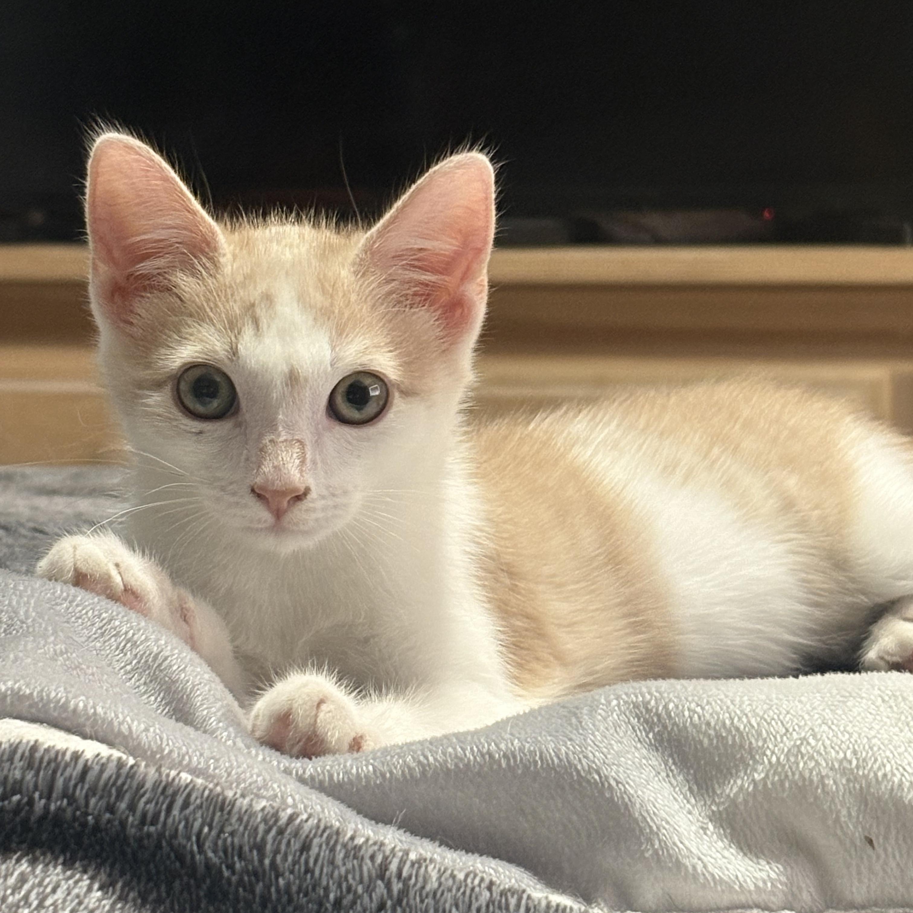 Fruit Snack, Adopted, Kitten Male Domestic Short Hair.