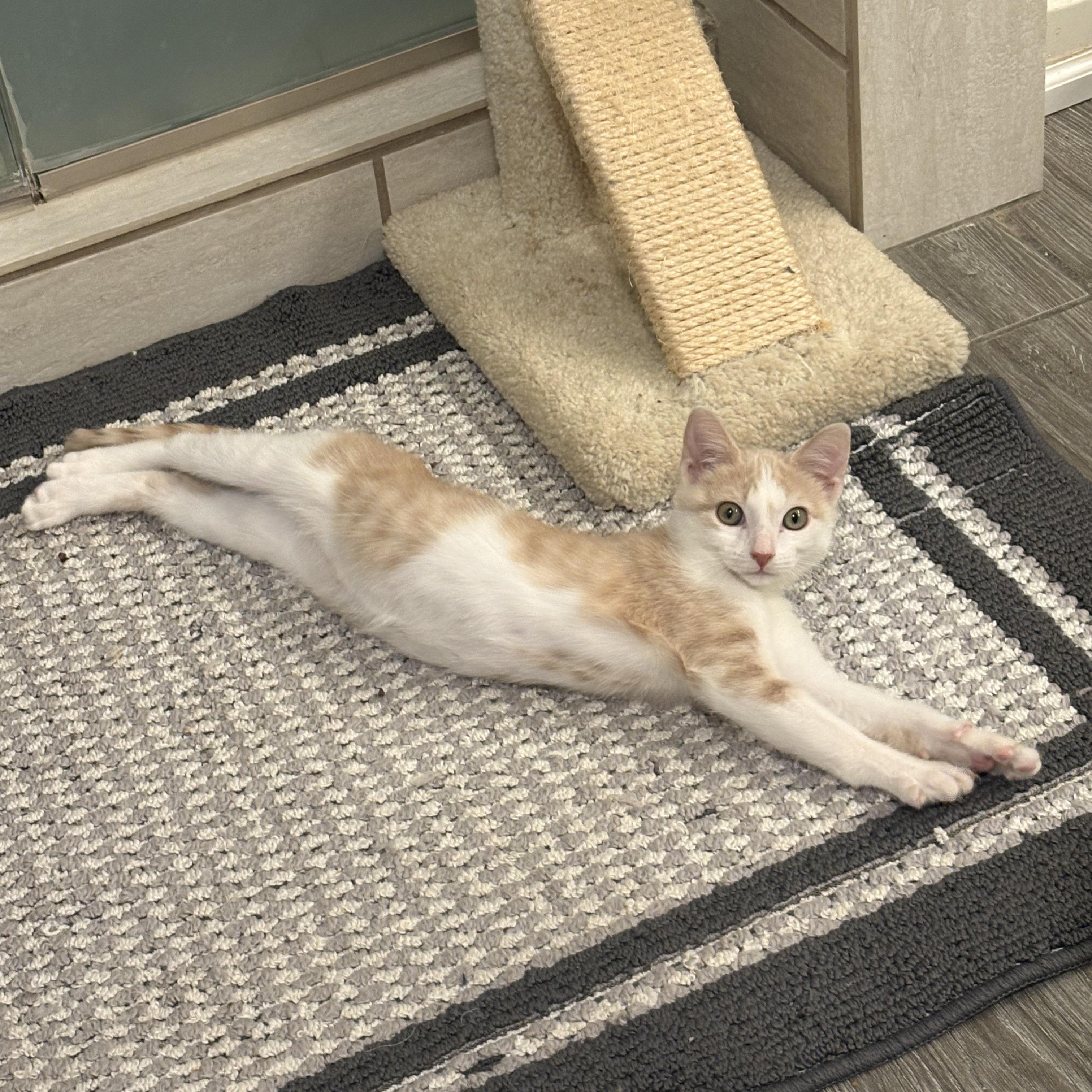 Enlarge Fruit Snack, a Adopted Domestic Short Hair in Tempe, AZ image 2/6