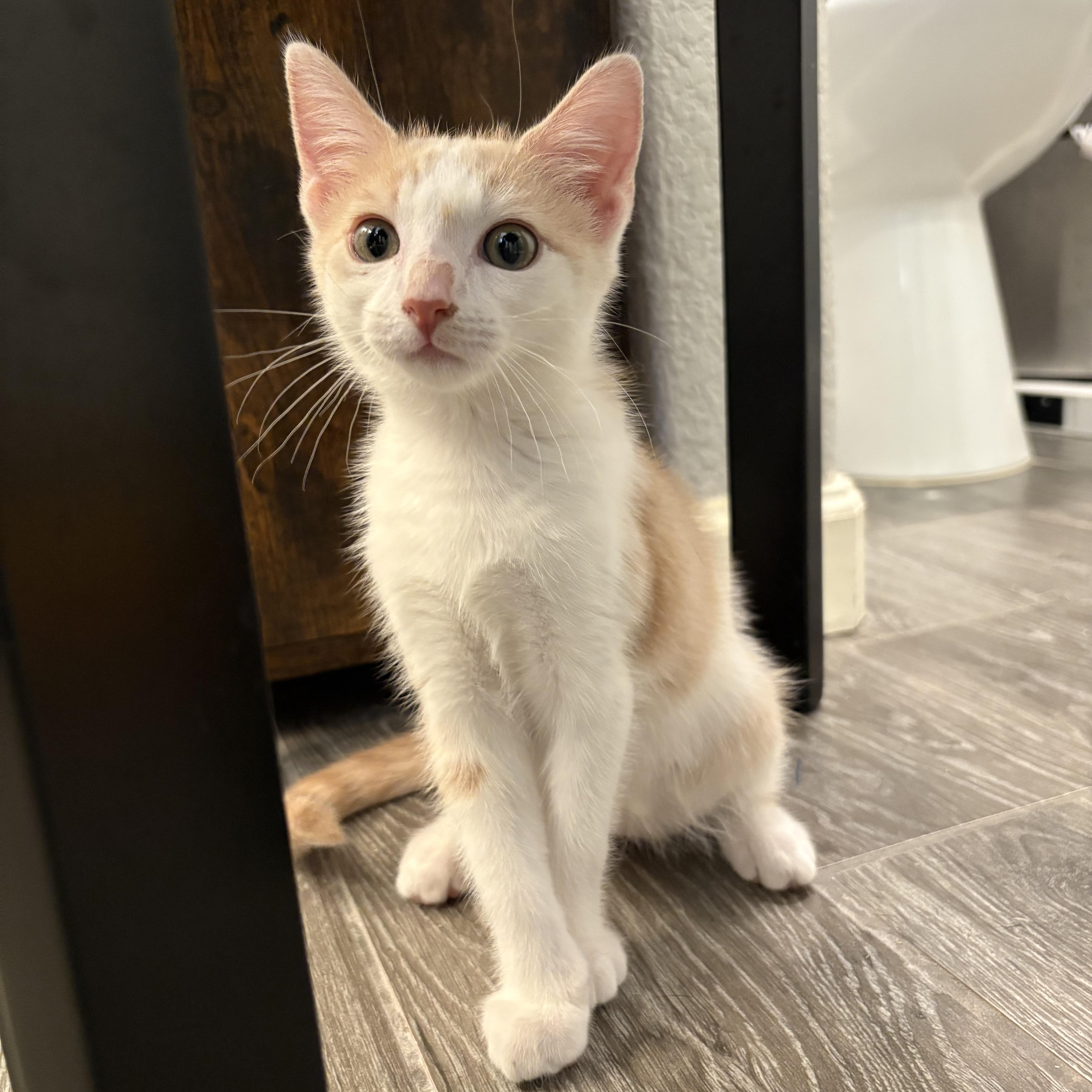 Fruit Snack, Adopted, Kitten Male Domestic Short Hair.