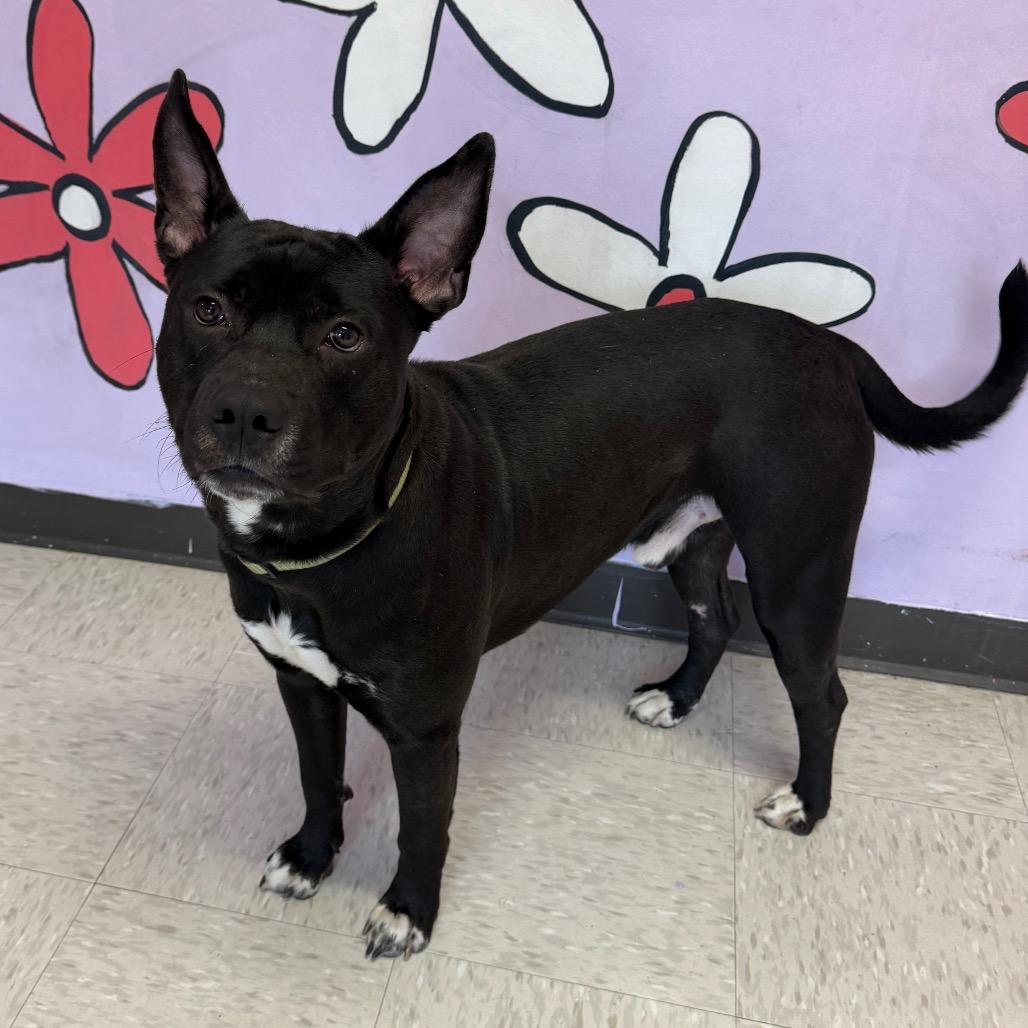 Enlarge Onion, a Adoptable mixed breed in Binghamton, NY image 1/4